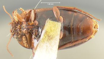 Media type: image;   Entomology 23927 Aspect: habitus ventral view